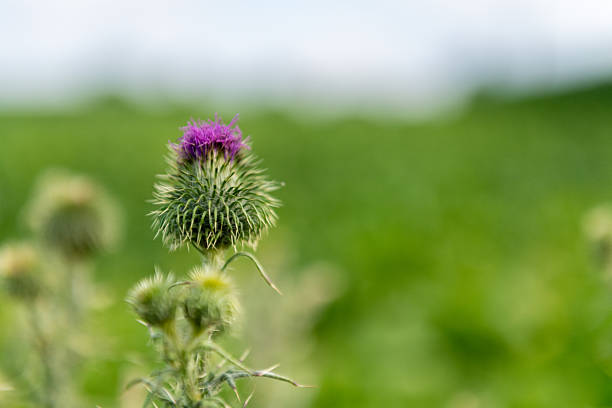 Shallow depth of field impression of a thistle in a farm field in east flanders, Belgium