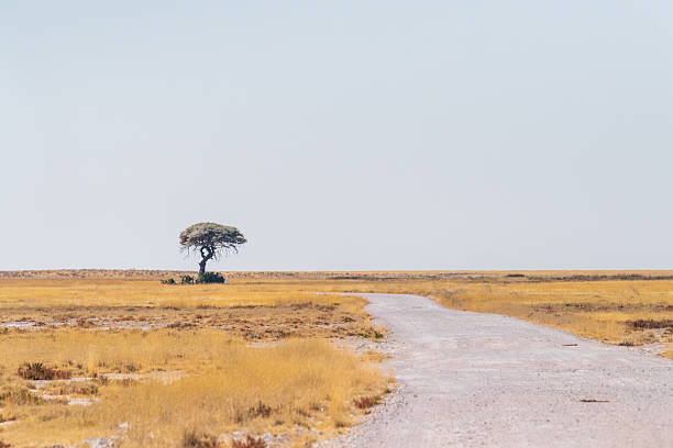An overview of the great salt pan in the center of Etosha National Park in Namibia.