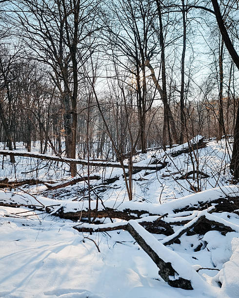 istock Fallen logs in a snowy winter forest. 2253116321
