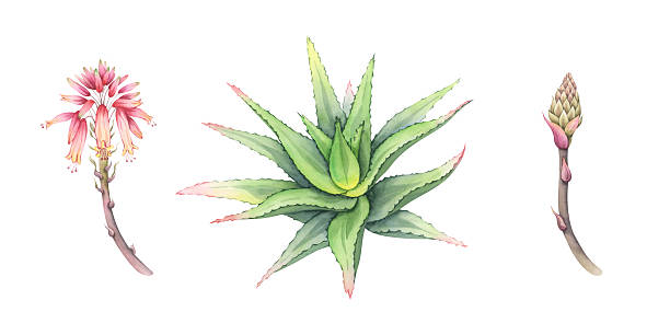 istock Watercolor aloe set: bush, flowering and budging stem. Hand-drawn illustration of fresh succulent. Separate design elements. Perfect for cosmetic packaging and botanical art 2253116755