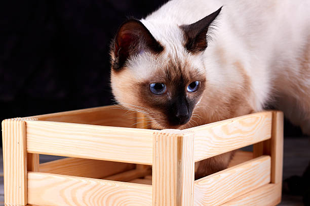 Sitting Burmese cat at home against a white wall looking at camera.