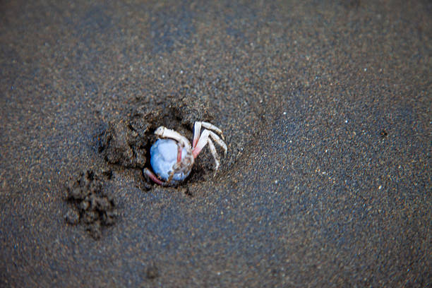 Tiny Blue Fiddler Crab Emerging from its Burrows on a Sandy Beach in Taiwan