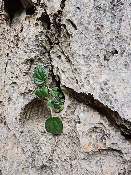 A resilient plant growing through a crack in a rock, symbolizing strength, perseverance, and the power of nature. Perfect for environmental, inspirational, and nature-themed projects.