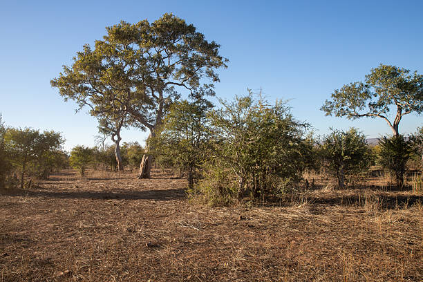 istock Zambezi National Park, Zimbabwe, Africa 2253120165