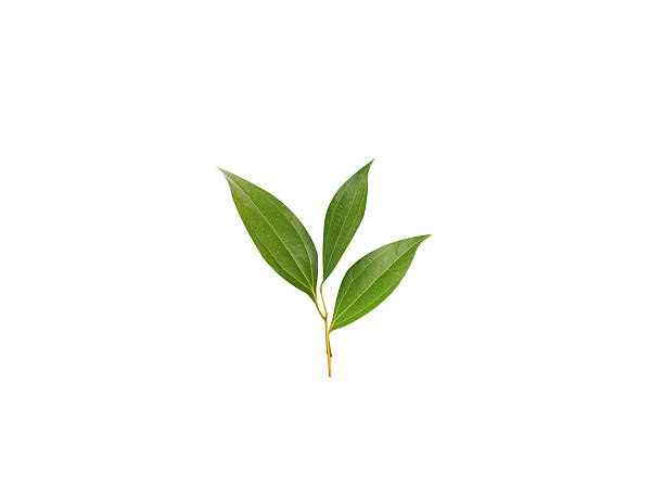 istock Cinnamomum tamala or green bay leaf 2253120516