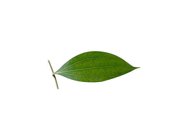istock Cinnamomum tamala or green bay leaf 2253120623