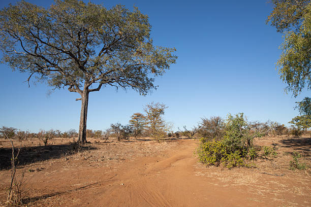 istock Zambezi National Park, Zimbabwe, Africa 2253121443