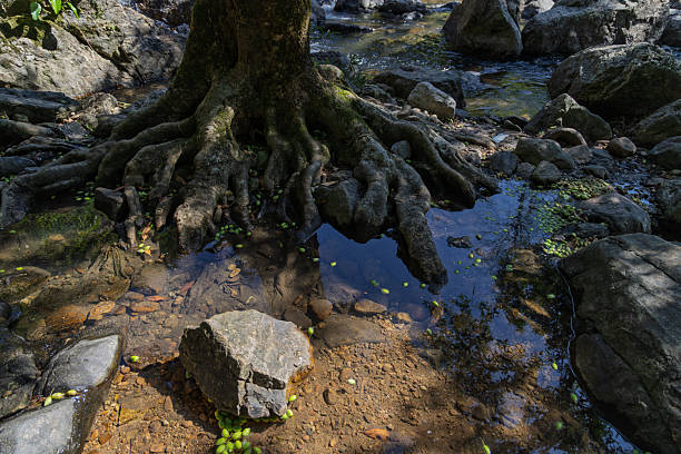 a majestic tree with sprawling, moss-covered roots dominates the scene, extending over a shallow, crystal-clear stream in the dense jungle of Khao Yai National Park