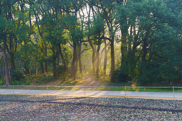 On a crisp autumn morning, sunlight streamed onto the park path.