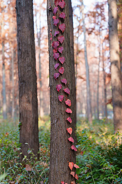 Close-up of red vines in the forest.