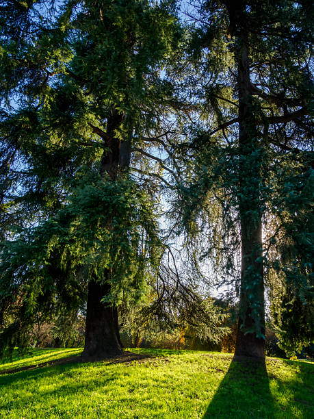 Autumn at Parco Sempione, public park in Milan, Lombardy, Italy