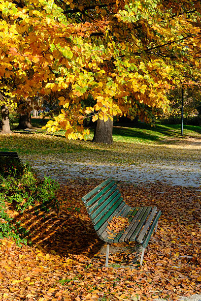 istock Autumn at Parco Sempione, Milan 2253122767