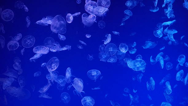 istock Graceful Drifters: The Ethereal Beauty of Jellyfish 2253125570