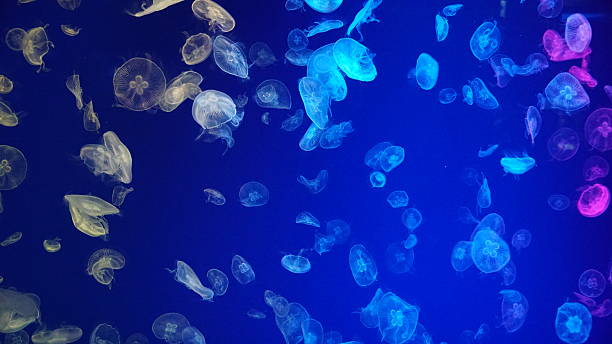 istock Graceful Drifters: The Ethereal Beauty of Jellyfish 2253125571