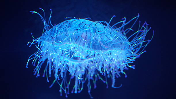 istock Graceful Drifters: The Ethereal Beauty of Jellyfish 2253125576