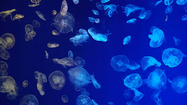 istock Graceful Drifters: The Ethereal Beauty of Jellyfish 2253125579