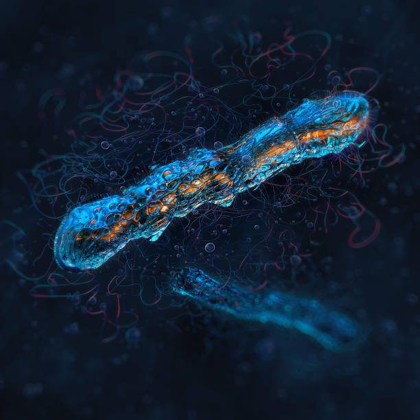 Clostridium is a genus of Gram-positive, spore-forming bacilli. These rod-shaped bacteria may possess flagella and produce highly resistant spores, potent bacterial toxins and are responsible for serious infectious diseases: Clostridioides difficile infection, tetanus, botulism, gas gangrene, colitis
