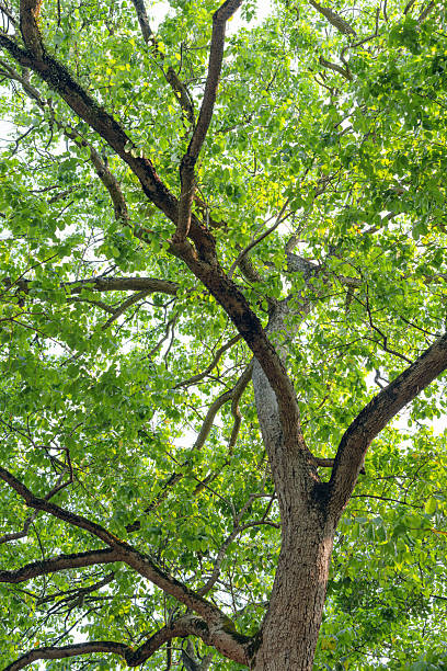 istock Tall Tree With Dense Green Canopy And Textured Trunk 2253126145