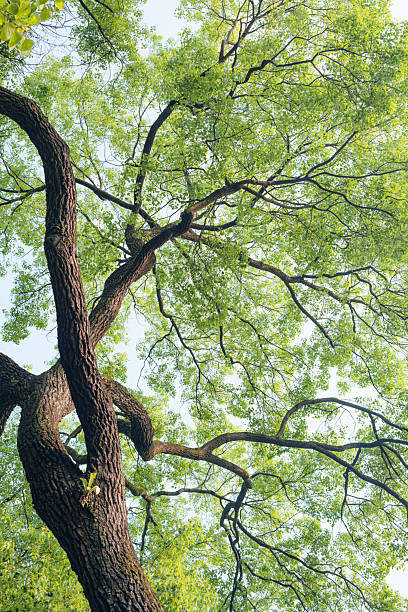 istock Majestic tree with twisted trunk and lush green canopy. 2253127276