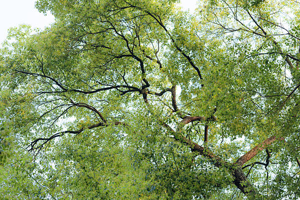 Big trees provide shade and sunlight through, a peaceful atmosphere with beautiful nature, parks and nature conservation.