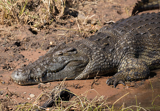istock Wild Crocodile in Botswana, Africa 2253127992