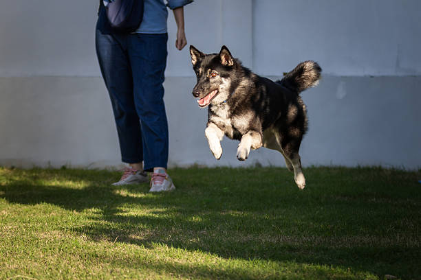 Mixed-breed female dog is enjoying backyard while running at home.