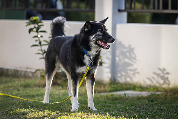 Mixed-breed domestic dog is enjoying sunshine on grass area at home.