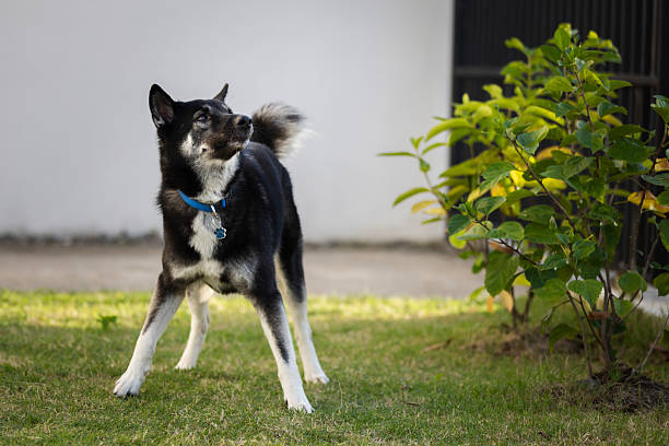 A white Shiba Inu dog on a gray defocused bokeh lights background. Space for copy.