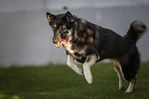 Mixed-breed female dog is enjoying backyard while running at home.