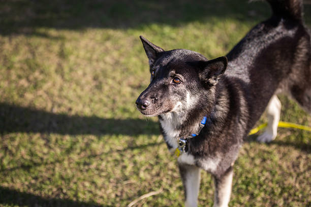 Mixed-breed female dog is training with leash at backyard.