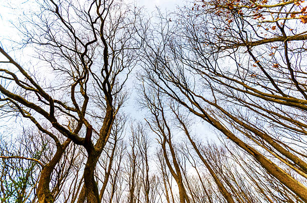 View from below into the treetop of a forest and the winter sky.