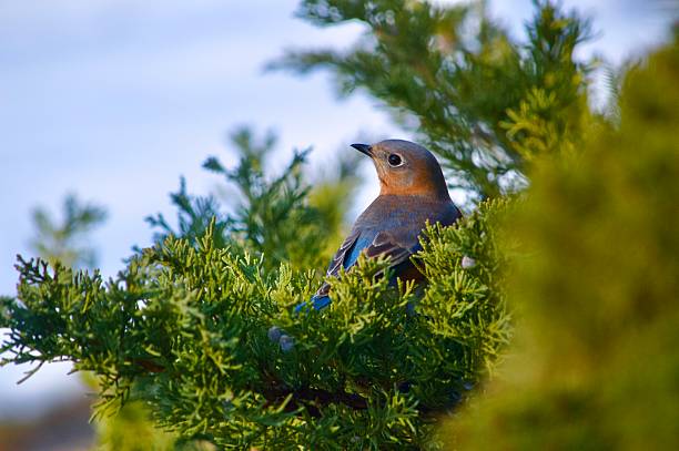male bluebird perched in an evergreen bush with snow in the background