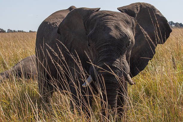 Wild elephants in Botswana, Africa