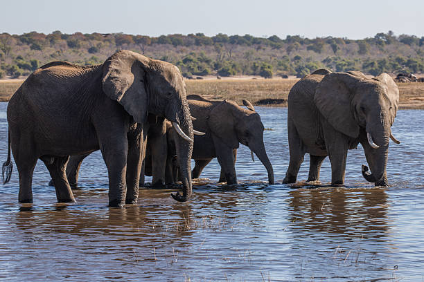 istock Wild elephants, Botswana, Africa 2253129535
