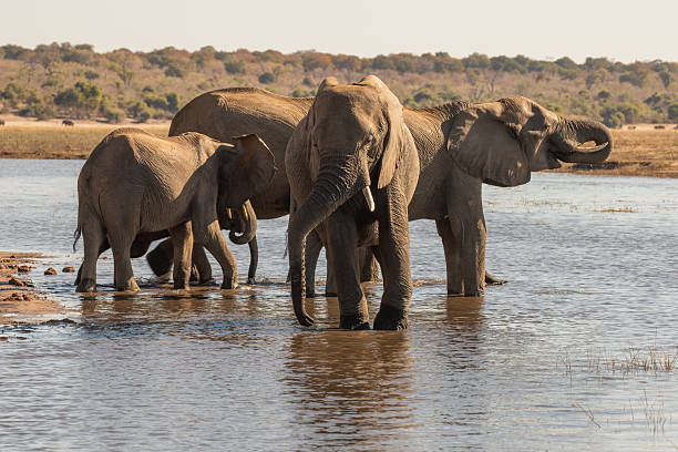 istock Wild elephants, Botswana, Africa 2253129657