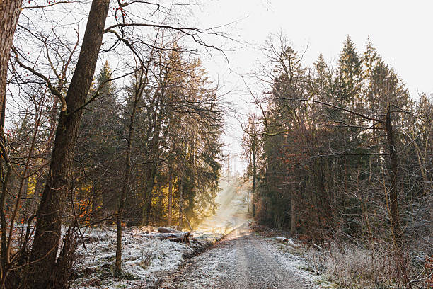 Path in a pine winter forest. Forest road among tall trees. Forest landscape.