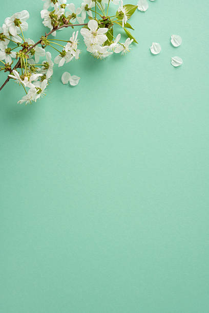 Pastel vertical green backdrop with delicate white blossoms evokes springtime Easter vibe suitable for greeting cards and seasonal celebrations