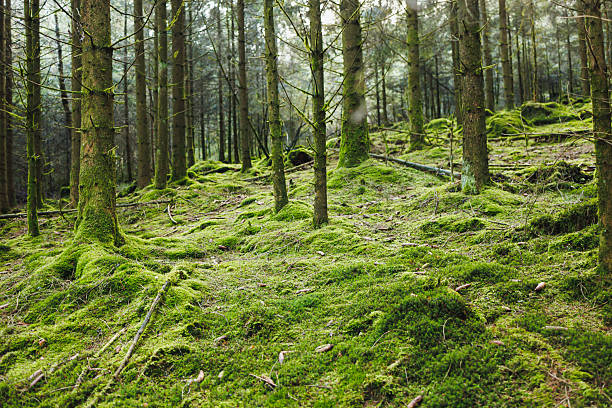 Forest landscape. Morning in a tall pine forest. Trees in the forest covered with needles and overgrown with moss and grass.