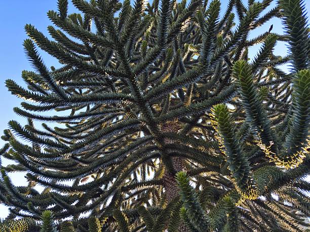 Looking upwards through the branches of a monkey puzzle tree