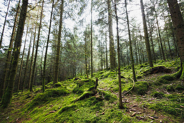 Forest landscape. Morning in a tall pine forest. Trees in the forest covered with needles and overgrown with moss and grass.