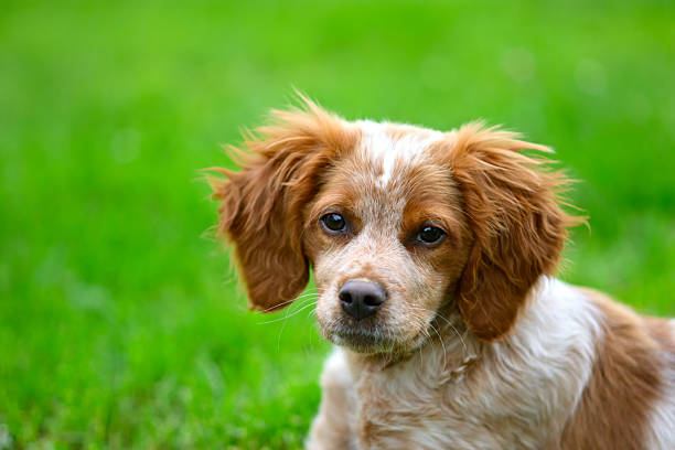 Adorable brown and white puppy sitting on green grass.