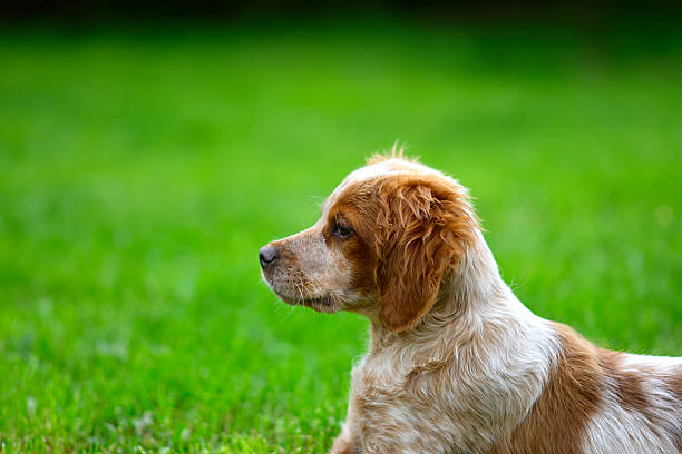 A brown and white puppy lying on green grass, looking sideways.