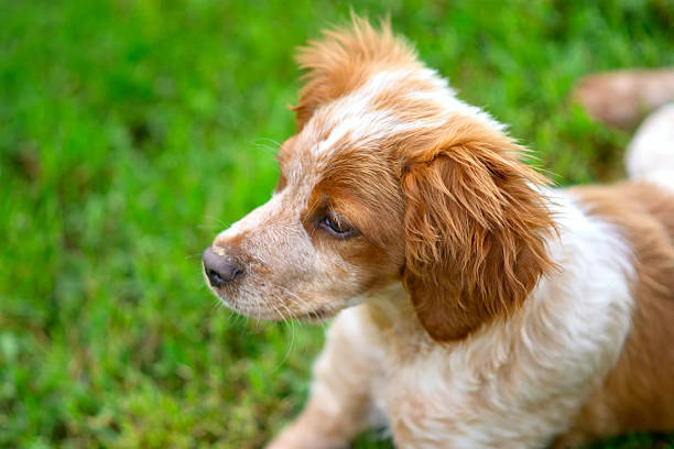 Springer Spaniel enjoying the fresh air of countryside