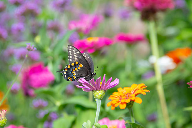 istock Butterfly- Black Swallowtail-Howard County, Indiana 2253133924