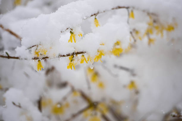 Forsythia shrub blooming with vibrant yellow flowers partially covered by fresh white snow, creating a seasonal contrast