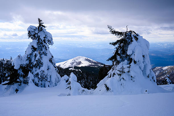 Snowy Mountain and Leafless Forest