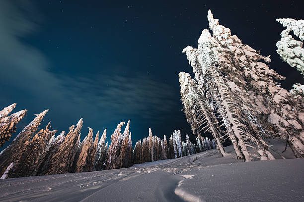 Snow-covered fir trees standing on mountain terrain with a clear sky showing stars and faint clouds during a cold winter night