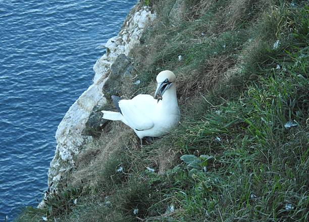 The bird's body is facing towards the right and it's head is turned slightly towards the left.  It is gathering nesting material. There is out-of-focus sea on the left-hand side.