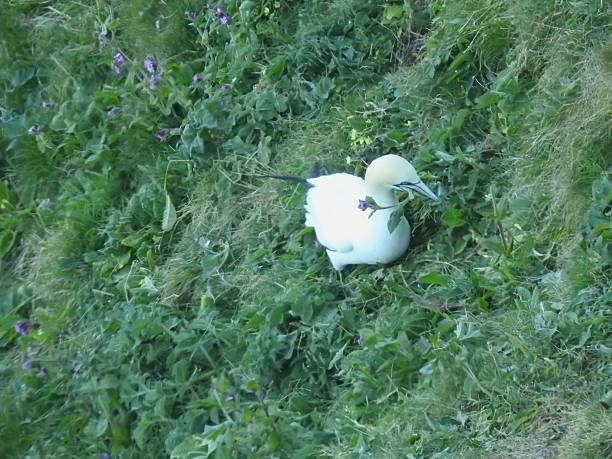 Looking down at a Northern Gannet, which is holding a flower in its beak while standing on a sloping grass-covered cliff side