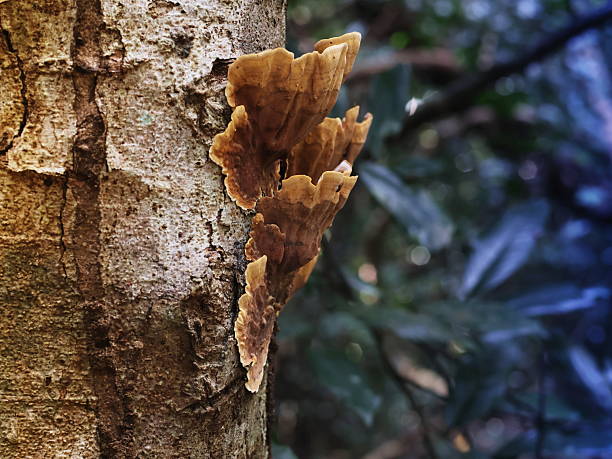 istock The image shows a mushroom, known as Stereum hirsutum or False Turkey-Tail, growing on tree bark in a forest. 2253135737